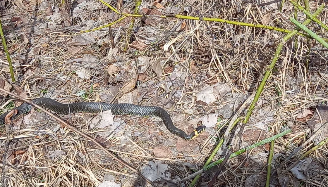 Весна на Вятке