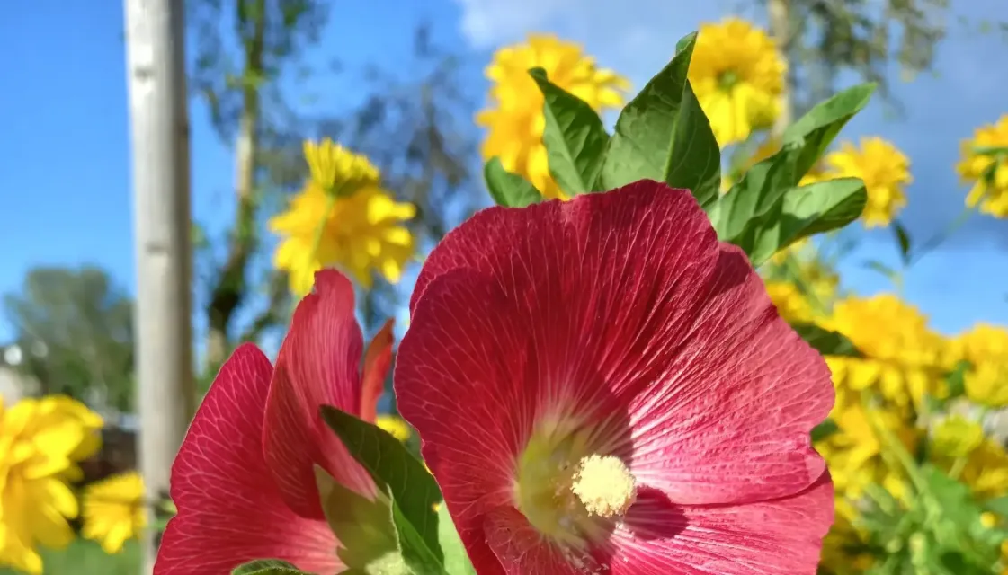 Красивости нашего дома