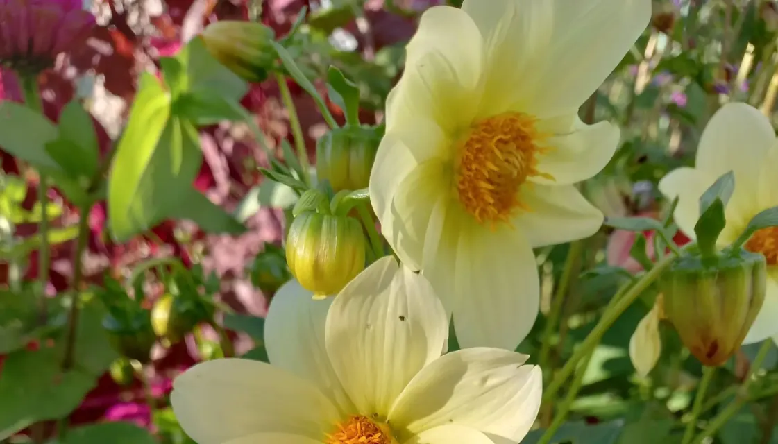 Красивости нашего дома