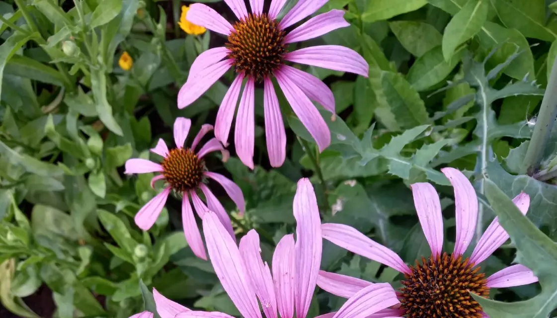 Красивости нашего дома