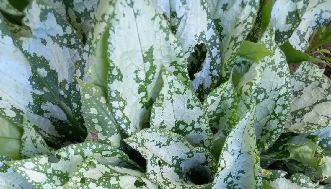 Красивости нашего дома