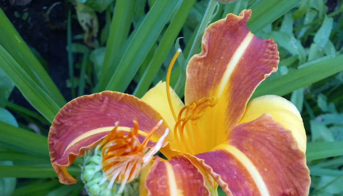 Красивости нашего дома