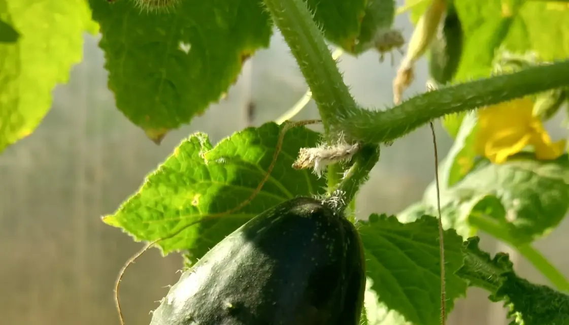 Красивости нашего дома