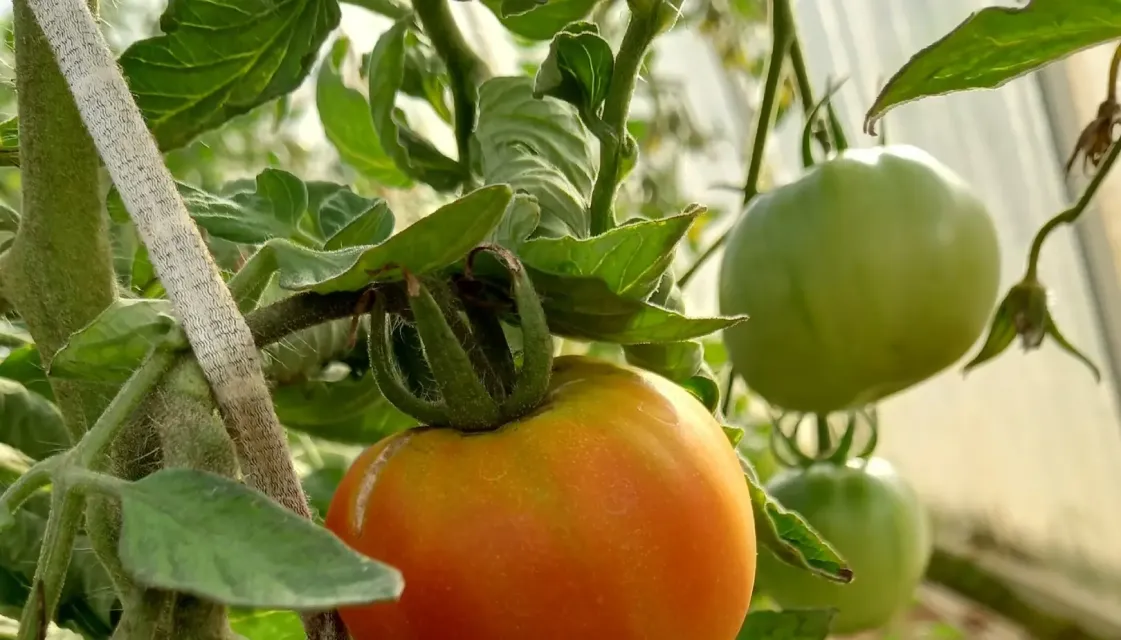 Красивости нашего дома