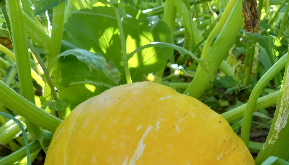 Красивости нашего дома