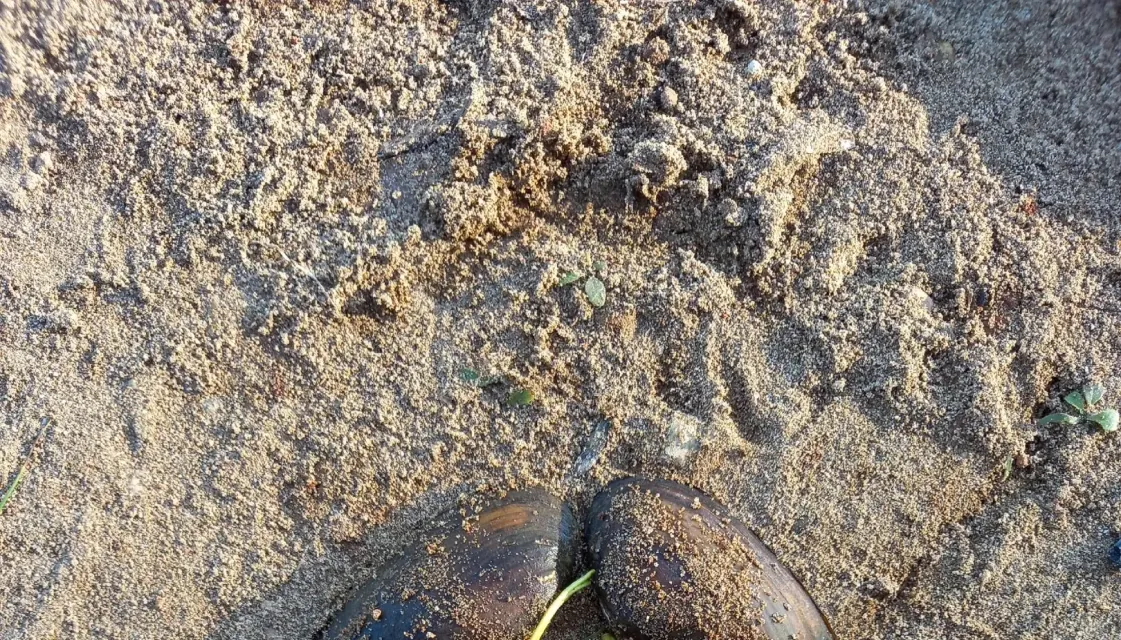 Разбросала листья осень