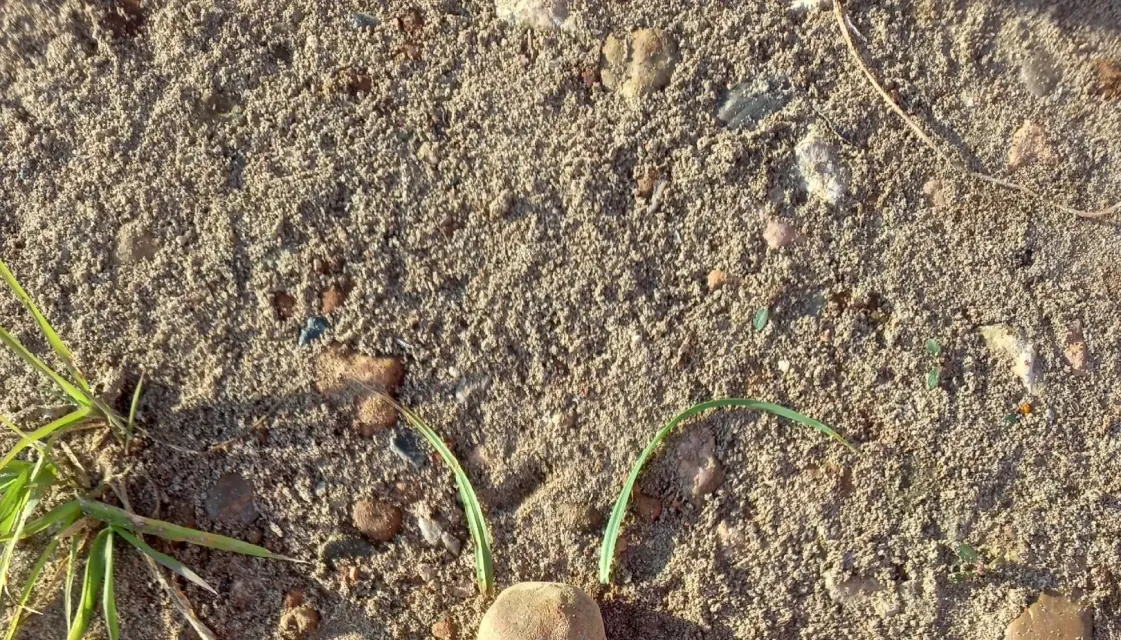 Разбросала листья осень