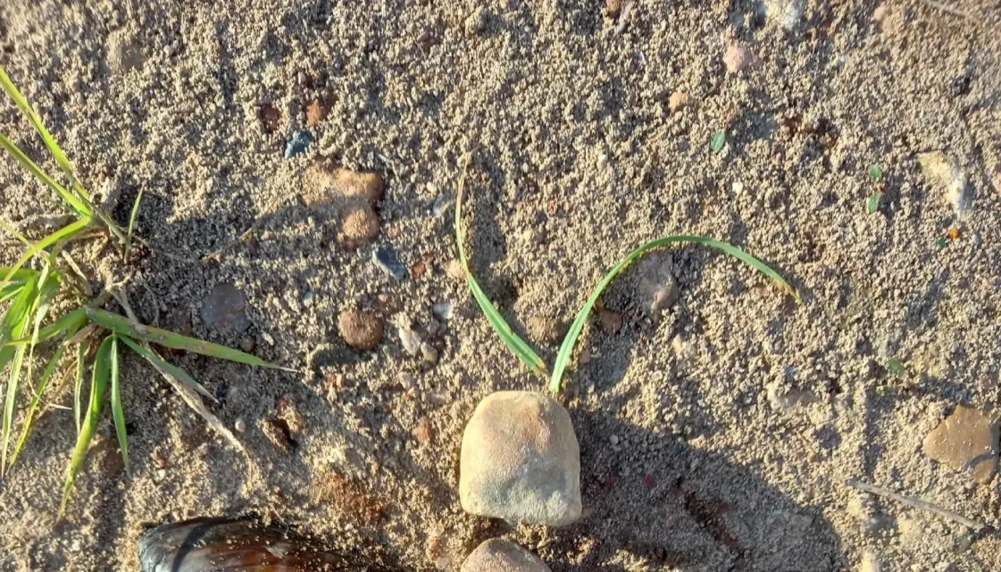 Разбросала листья осень