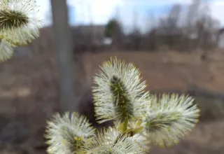 Весна на Вятке