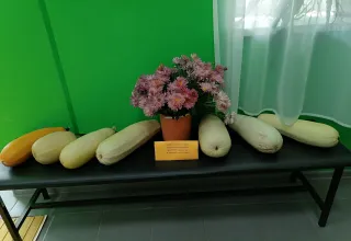 Дары лета и осени