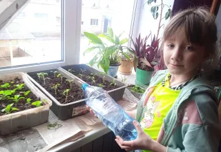 Зеленое окошко