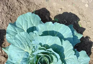 Землю красит солнце, а человека - труд