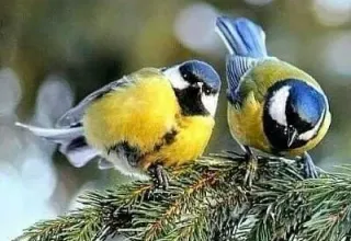 Кормушка для синичек и прочих птичек