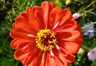 Красивости нашего дома