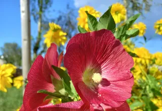 Красивости нашего дома