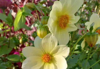 Красивости нашего дома