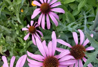 Красивости нашего дома