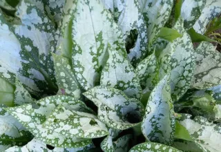 Красивости нашего дома