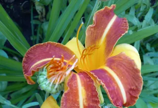 Красивости нашего дома