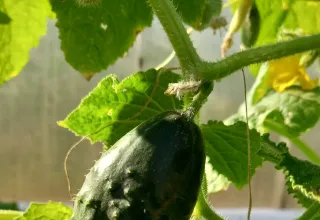 Красивости нашего дома