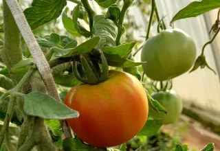 Красивости нашего дома