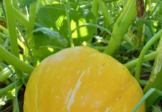 Красивости нашего дома